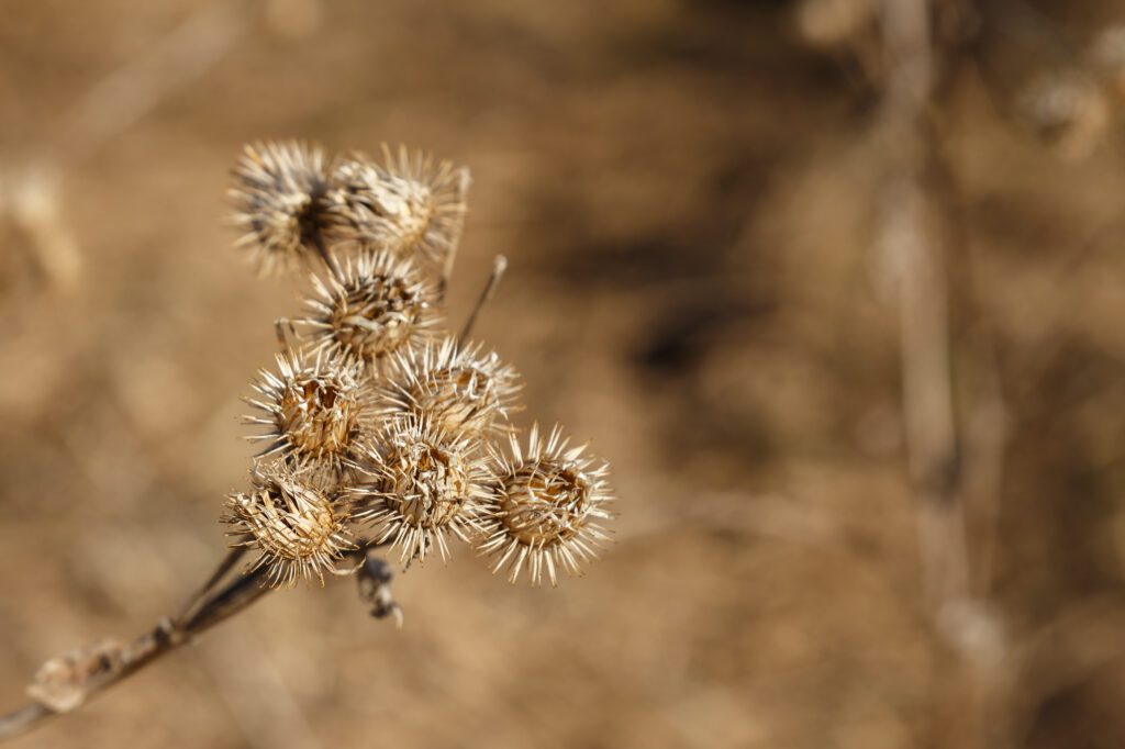 Na natureza os carrapichos que se prendem às roupas inspiraram a criação do velcro.