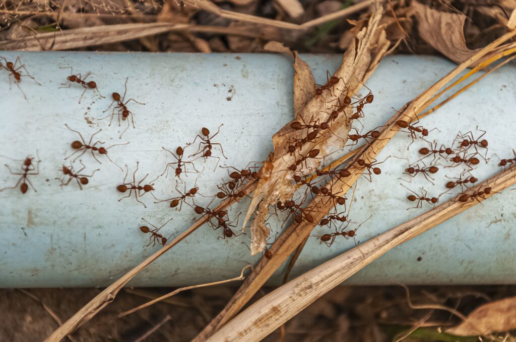 O comportamento das formigas na natureza já foi fonte de inspiração para inúmeras empresas de vários setores.